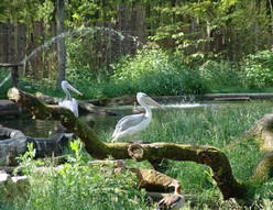 parc-merveilleux-anim