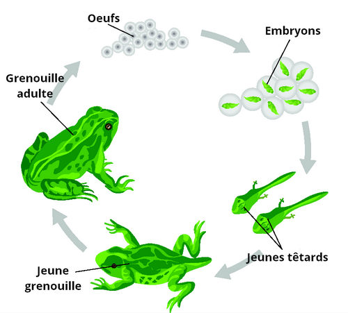 cyce-du-tetard-a-la-grenouille