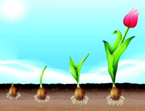 printemps-bulbe-tulipes