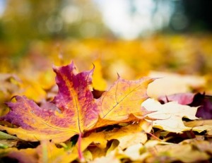 feuilles-tombent-en-automne-dp