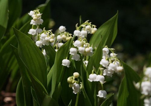 muguet-plante-vivace