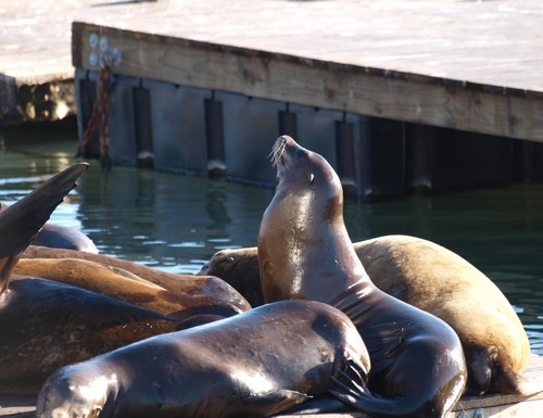 san-francisco-phoques