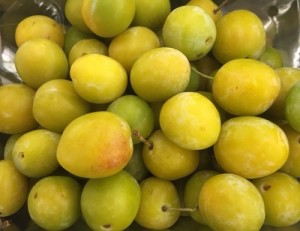 mirabelles